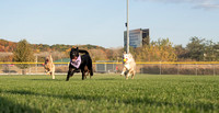 Dogs102824_386806